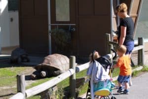 Kids viewing turtles